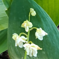 Convallaria majalis 'Flore Pleno'